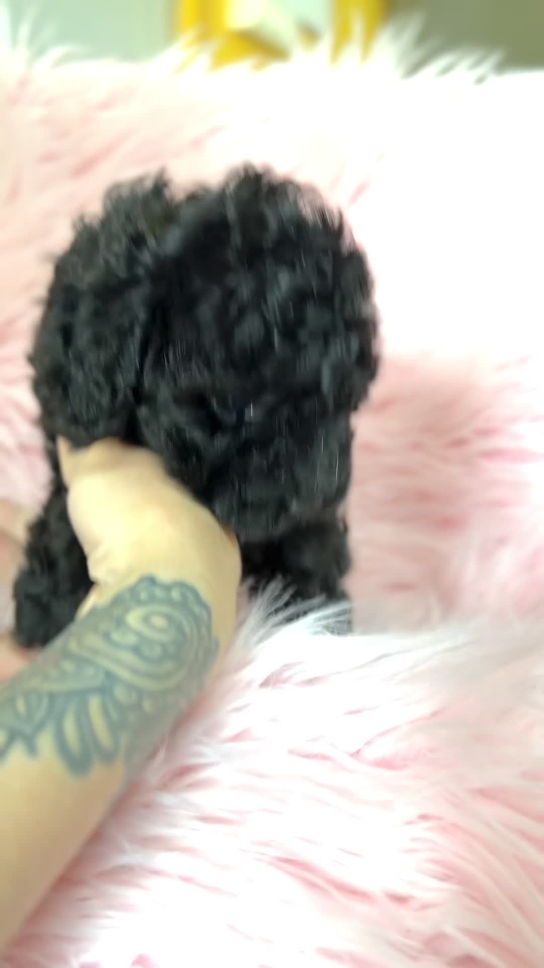 Caniche Toy perros en venta: Caniche Toy negra  - Video 1