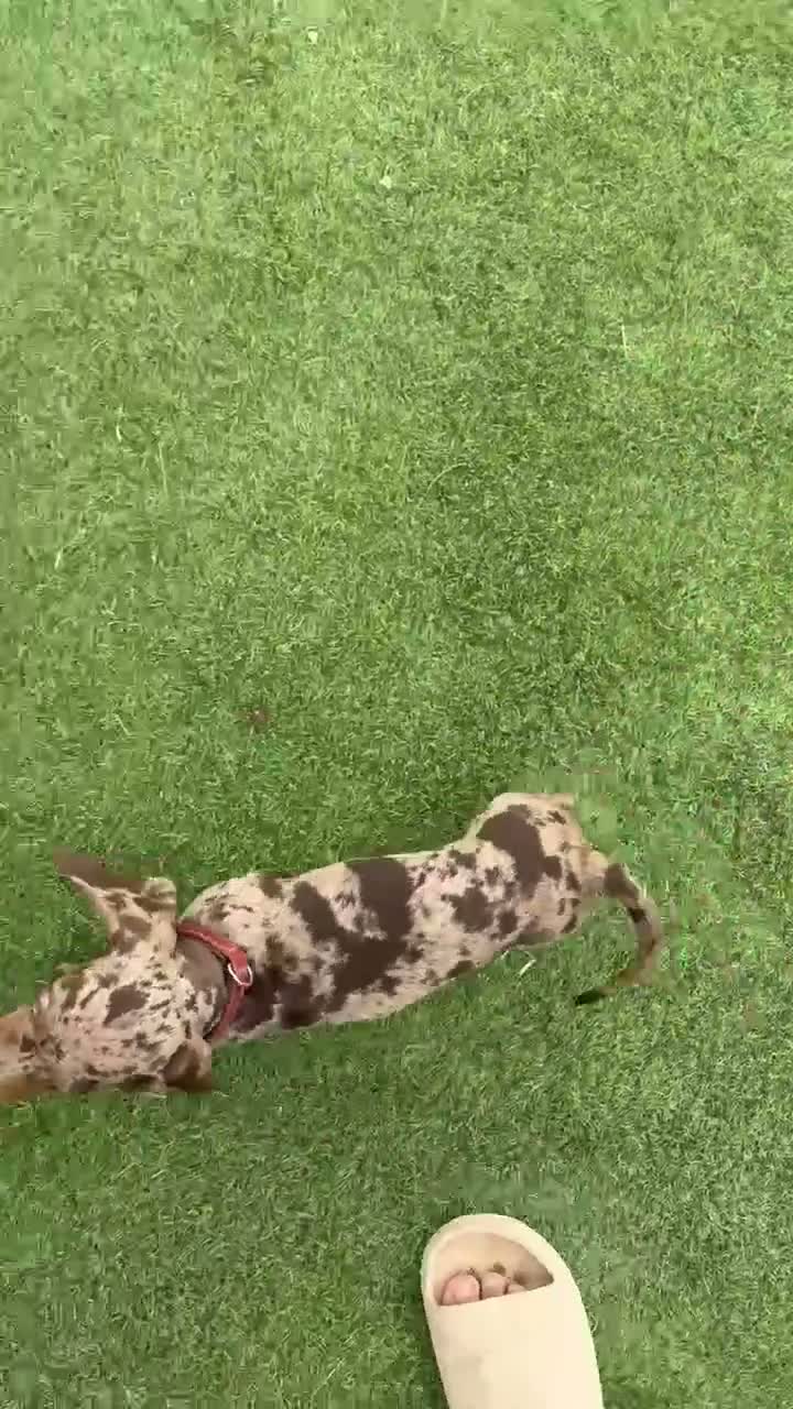 Teckel Miniatura perros en venta: Disponible hembra d teckel arlequín chocolate  - Video 1
