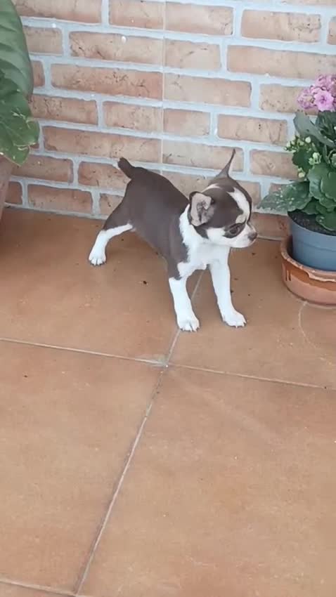 Chihuahua perros en venta: Chihuahua bicolor macho y hembra toy - Video 3