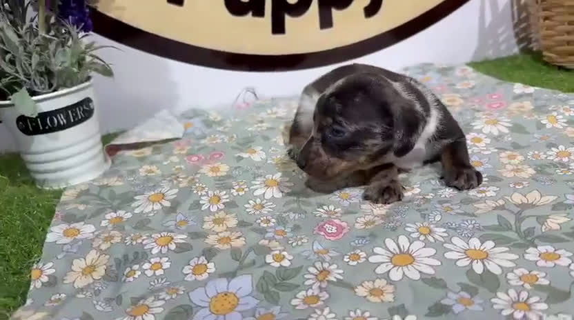 Teckel Miniatura perros en venta: Teckel miniatura - Video 2