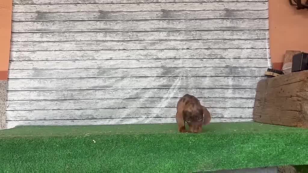 Teckel Miniatura perros en venta: Teckel kanichen macho y hembras  - Video 2