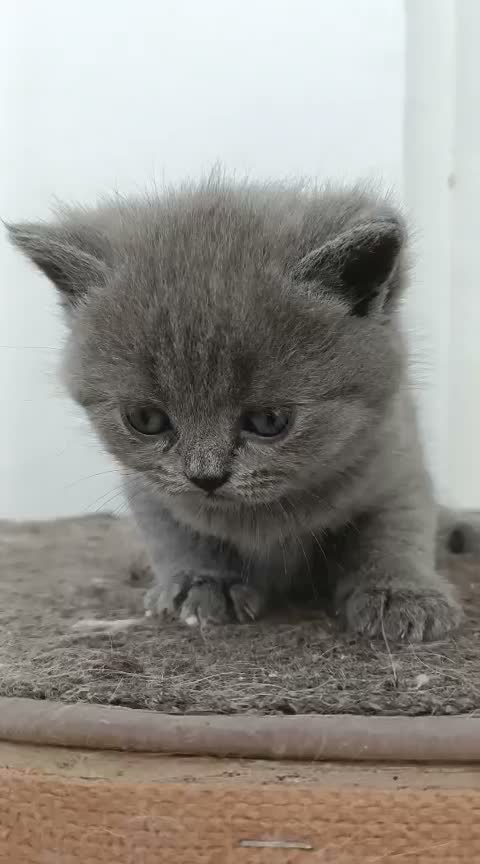 Británico de Pelo Corto Azul gatos en venta: BRITISH SHORTAIR BLUE dos gatitos y una gatita - Video 1