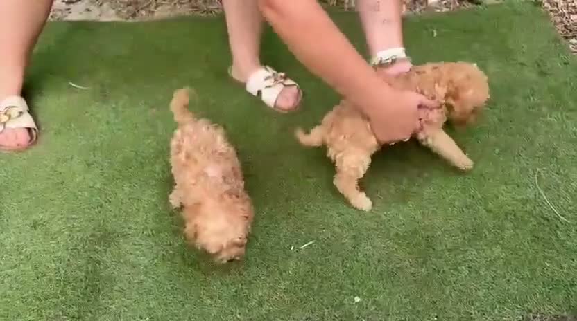 Caniche Toy perros en venta: Caniche Toy  - Video 1