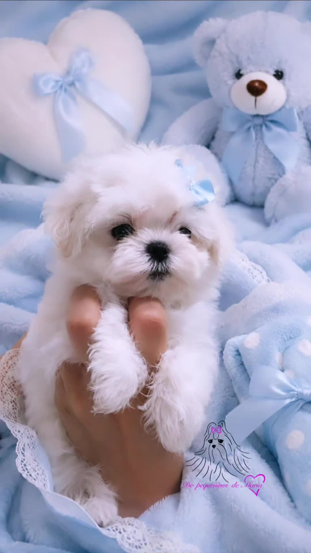 Bichón Maltés perros en venta: BICHON MALTES COREANO MINIATURA MÁXIMA CALIDAD  - Video 1