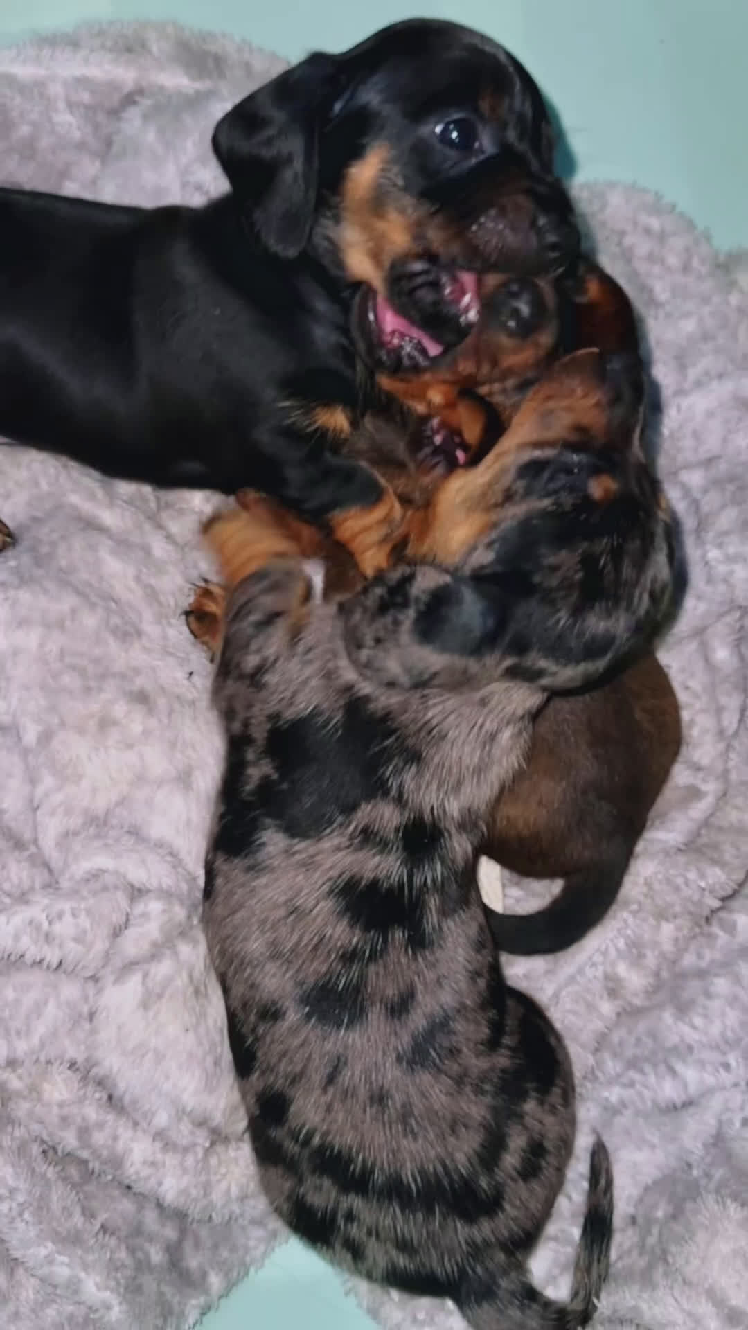 Teckel Miniatura perros en venta: Preciosa camada de Teckel mini  - Video 1