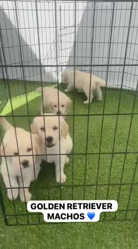 Golden Retriever perros en venta: CAMADA DE GOLDEN RETRIEVER PRECIOSO  - Video 1