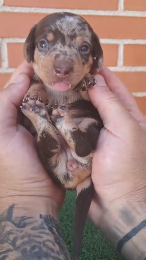 Teckel Miniatura perros en venta: Teckel Miniatura  - Video 3