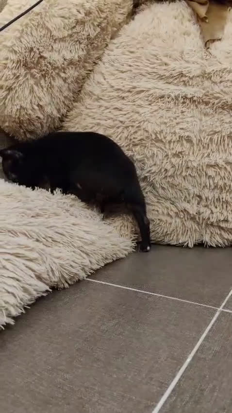 Chihuahua perros en venta: Chihuahua 🖤 - Video 1