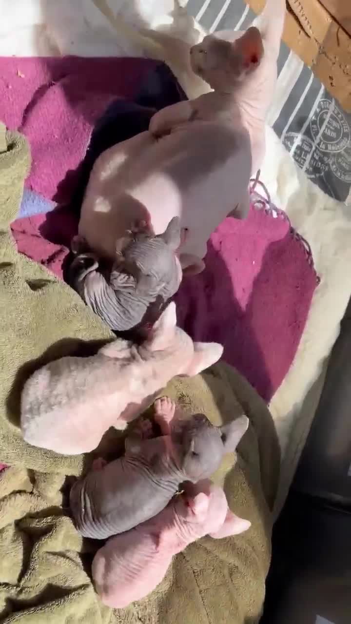 Sphynx gatos en venta: Sphynx blancos y bicolor - Video 1