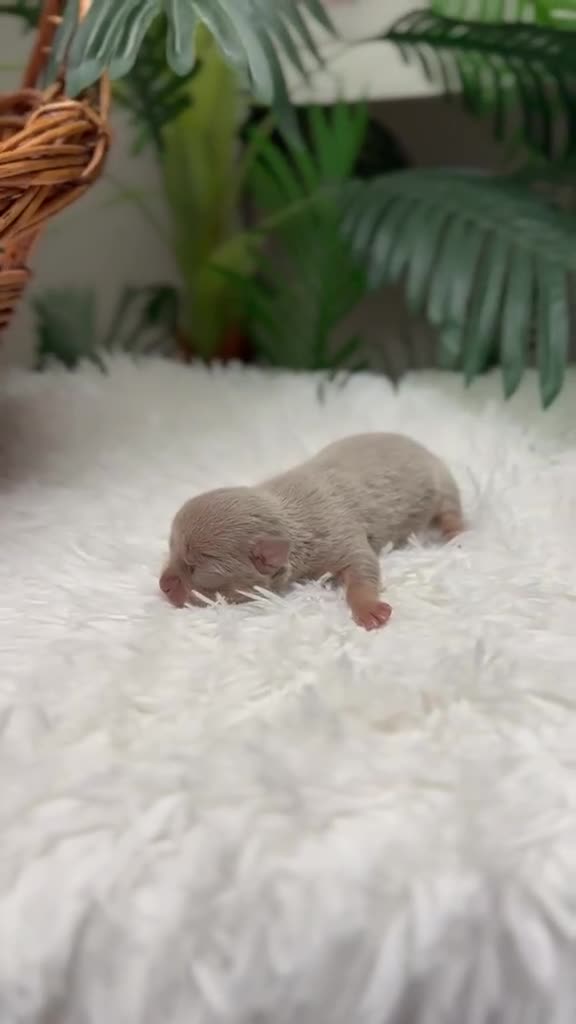 Chihuahua perros en venta: CHIHUAHUA LILAC AND TAN - Video 1