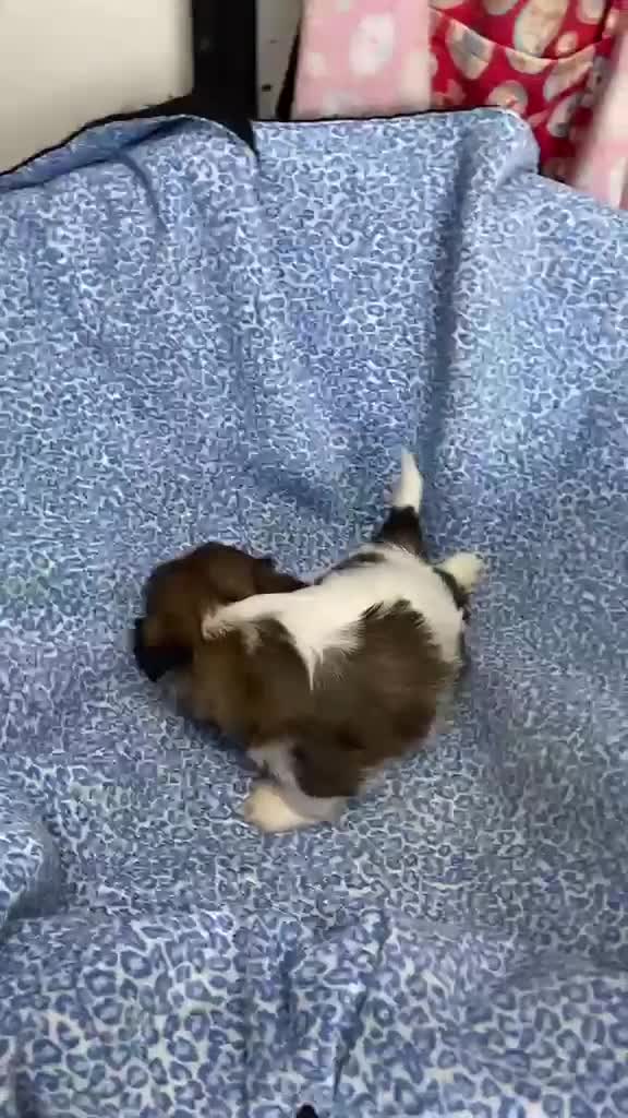 Shih Tzu perros en venta: CACHORRITA DE SHIH TZU - Video 2