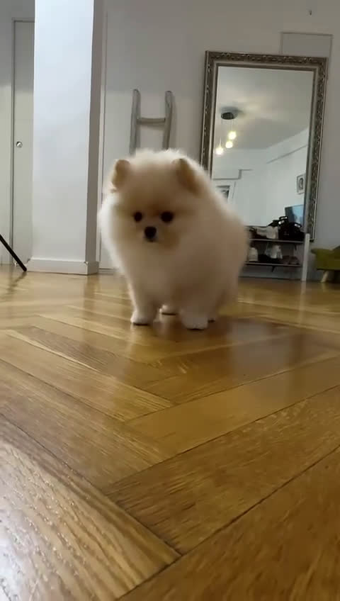 Pomerania perros en venta: Cachorro de Pomerania  - Video 2
