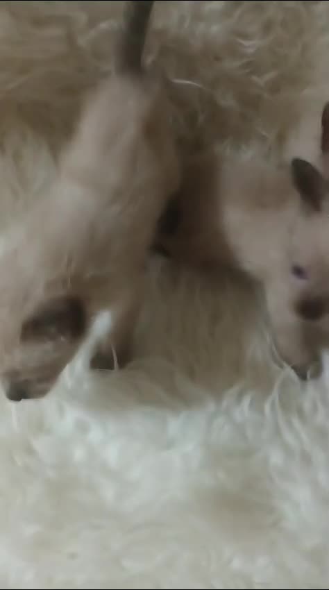 Siamés gatos en venta: GATITO SIAMÉS  - Video 1