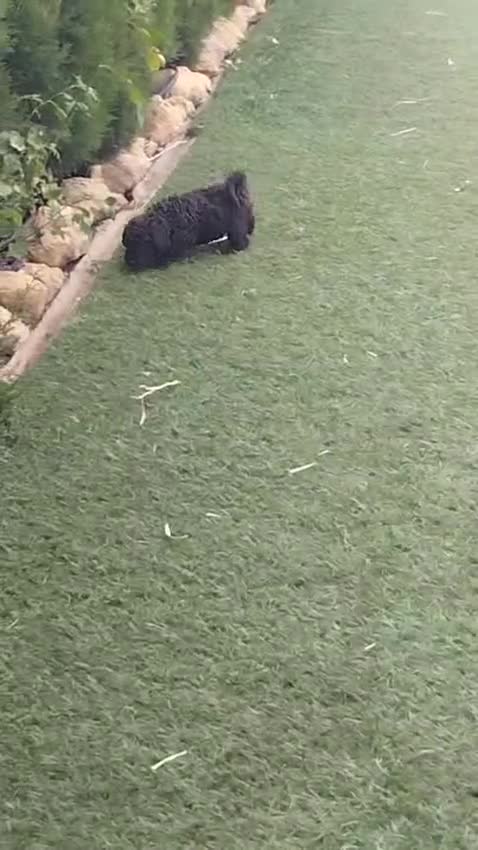 Perro de Agua Español perros en venta: Ultima hembra chocolate en Madrid - Video 1