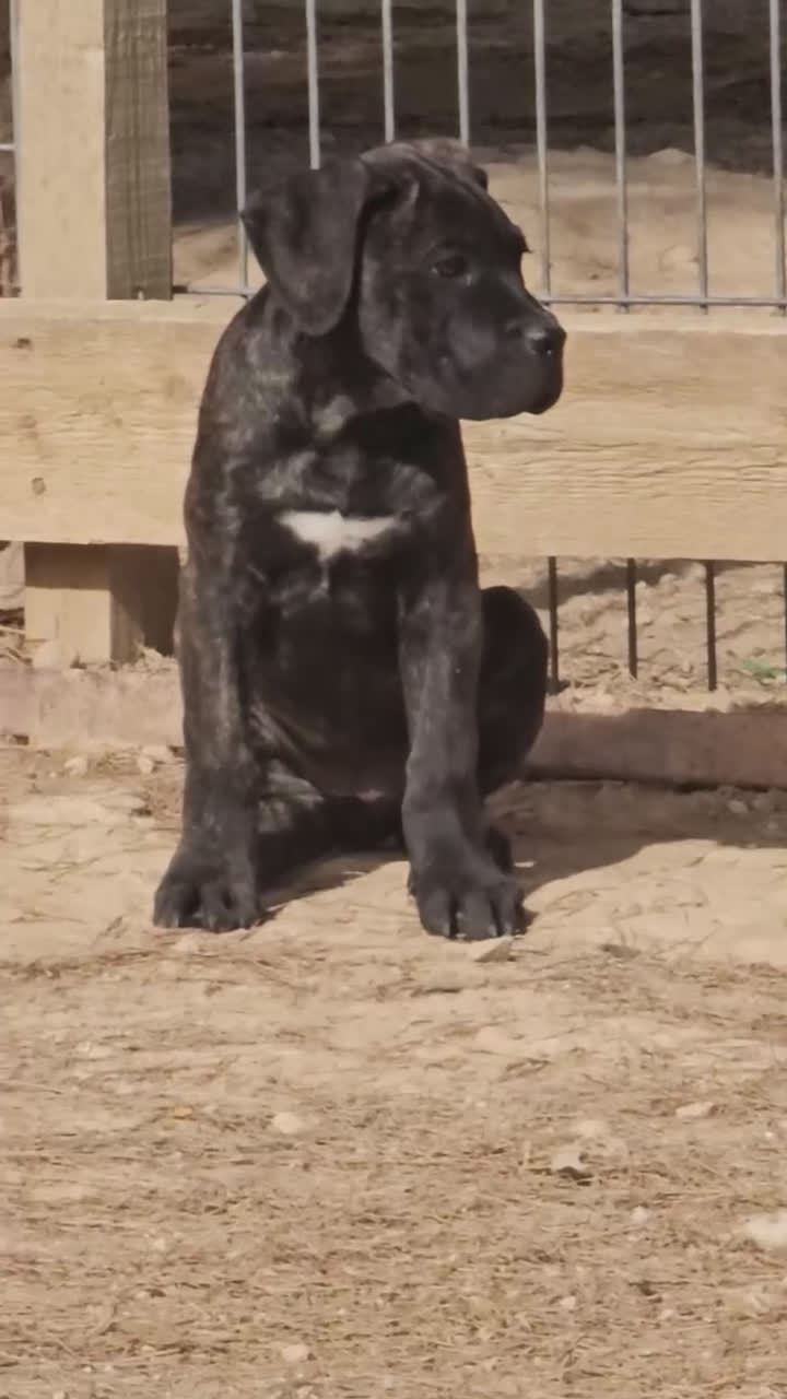 Cane Corso perros en venta: Cachorros Cane Corso - Video 1