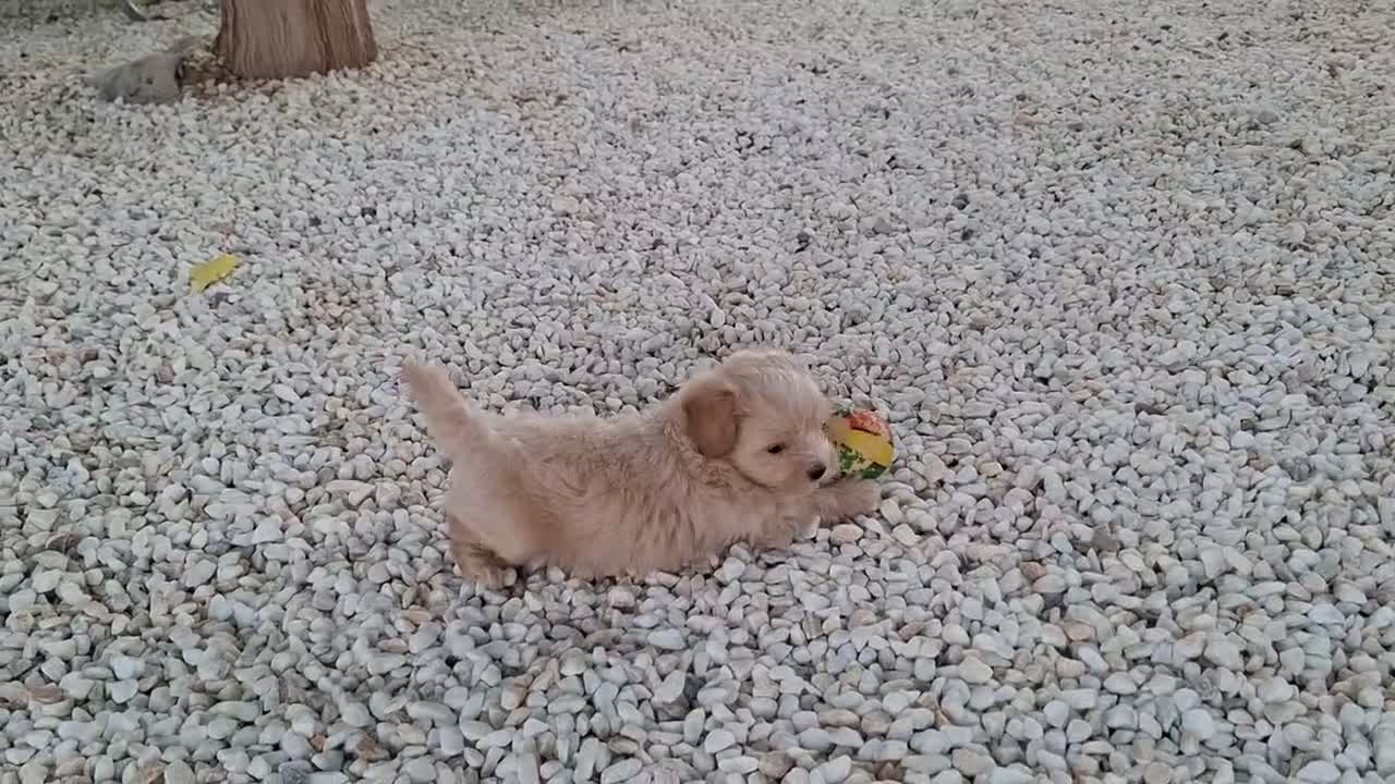 Maltipoo perros en venta: Cachorrito de Maltipoo  - Video 1