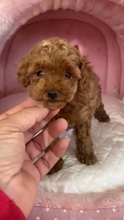 Caniche Toy perros en venta: Caniche Toy rojo - Video 1
