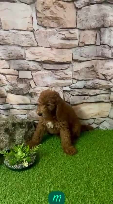 Caniche Enano perros en venta: CANICHE ENANO ROJO PIMENTÓN - Video 1