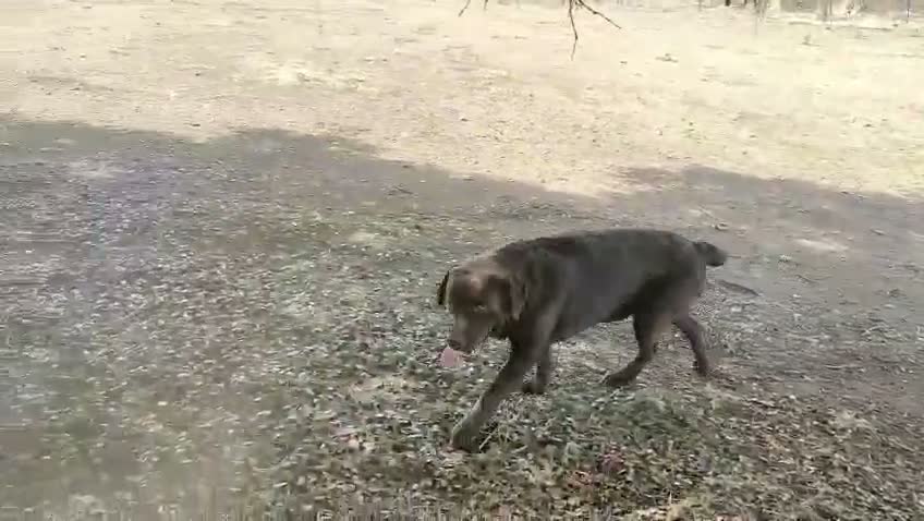 Labrador Retriever perros en venta: labrador chocolate  - Video 2