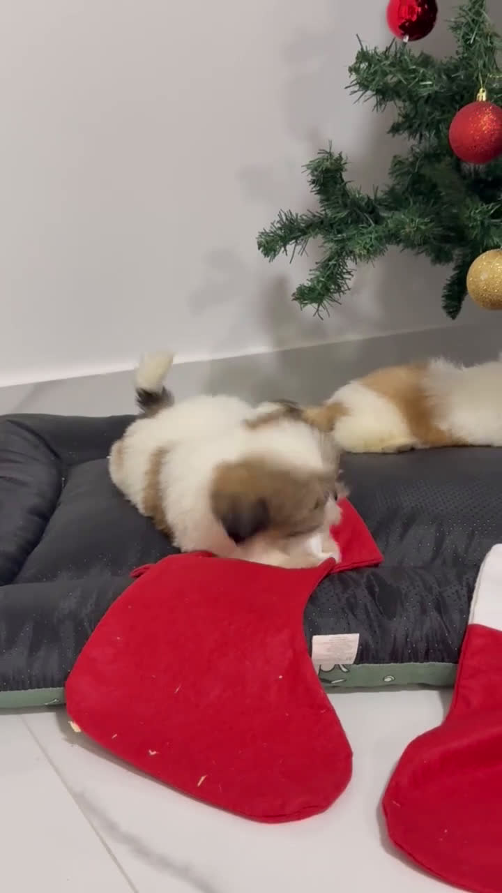 Shih Tzu perros en venta: Camada de Shih Tzu  - Video 1