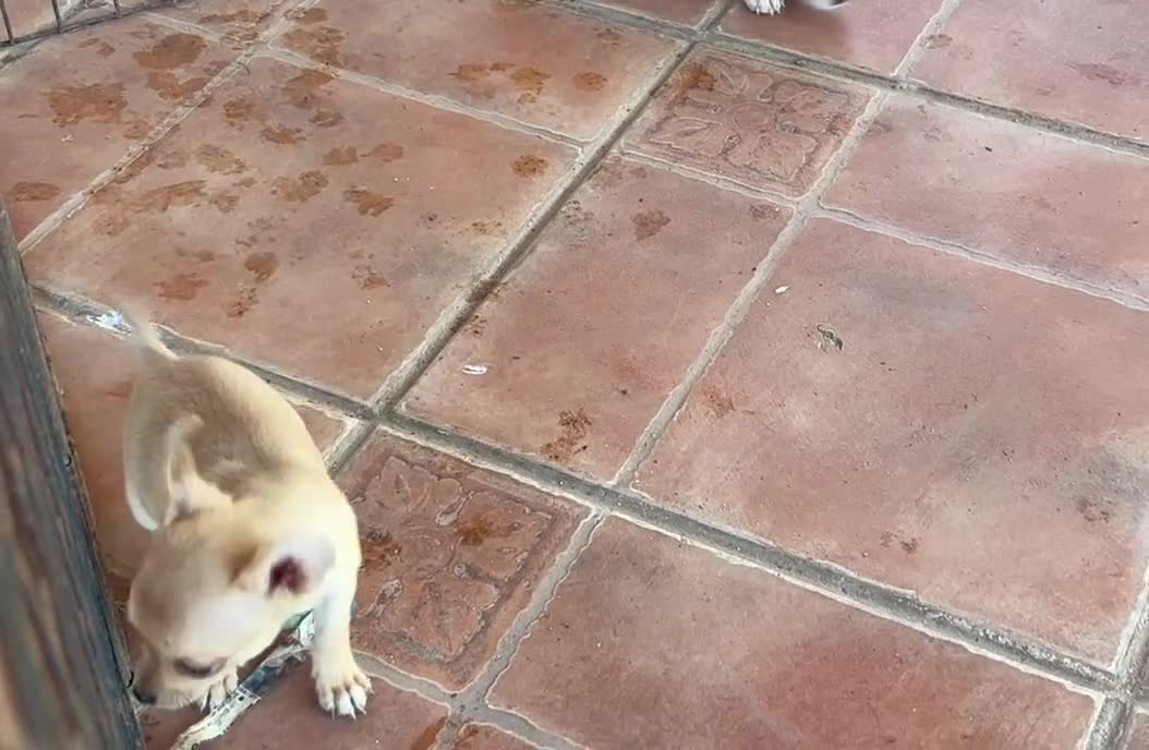 Chihuahua perros en venta: Chihuahua Toy - Video 1
