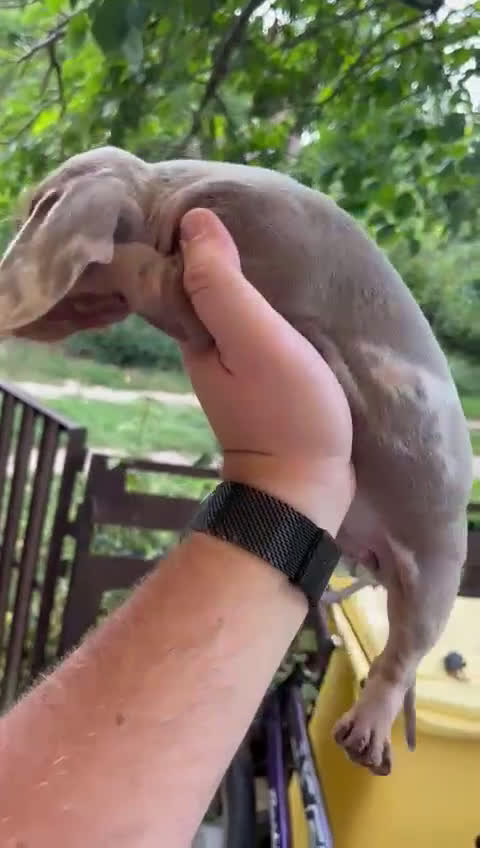 Teckel Miniatura perros en venta: ‼️hembritas de teckel kaninchen - Video 2