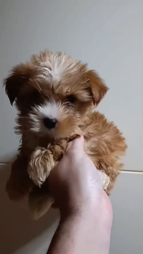 Maltipoo perros en venta: Maltipoo toy y minitoy - Video 2