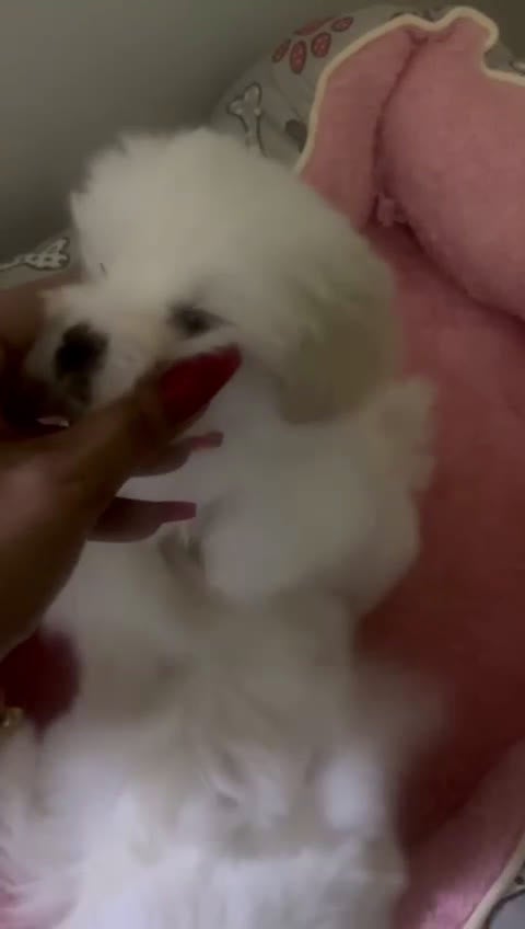 Bichón Maltés perros en venta: Cachorros Bichón maltés  - Video 1