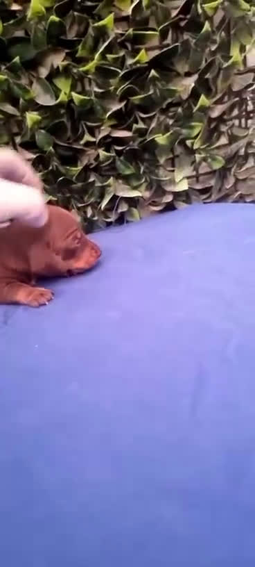 Teckel Miniatura perros en venta: Teckel Miniatura para entregar 4 semanas  - Video 1