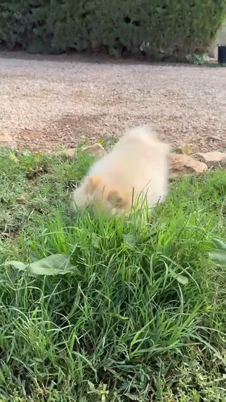 Pomerania perros en venta: Cachorra de Pomerania criada en ambiente familiar - Video 1