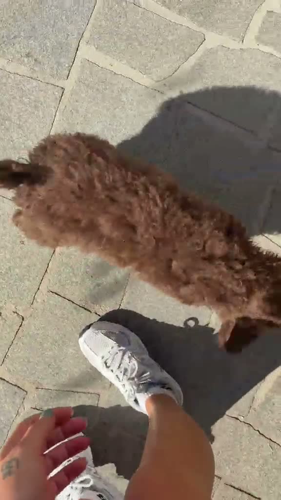 Perro de Agua Español perros en venta: Cachorros perro agua  - Video 1