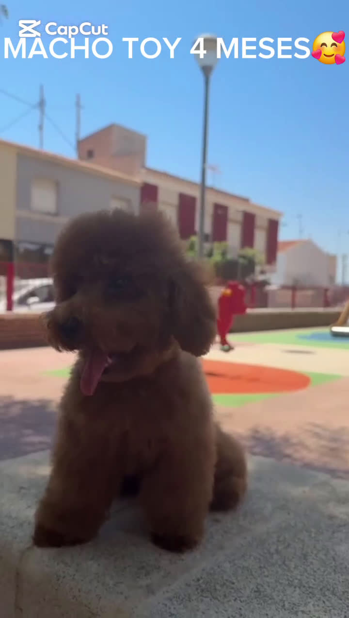 Caniche Toy perros en venta: MACHO CANICHE TOY ROJO PIMENTÓN  - Video 1