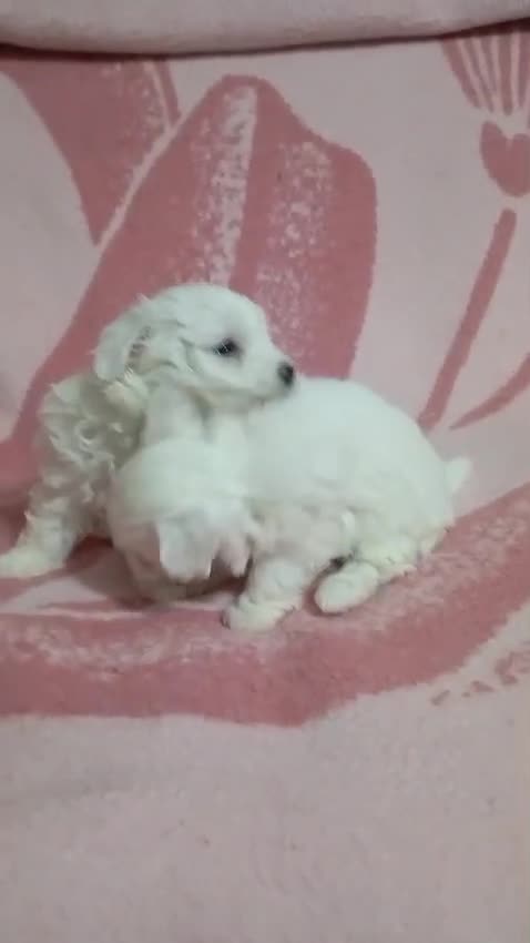 Bichón Maltés perros en venta: Bichón maltes line americana  - Video 1