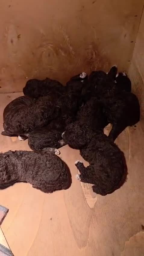 Perro de Agua Español perros en venta: Camada de perros de agua en Madrid - Video 2