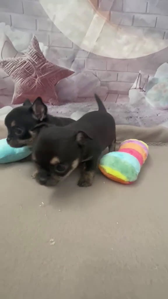 Chihuahua perros en venta: Chihuahuas Toy Hembras !!! - Video 1