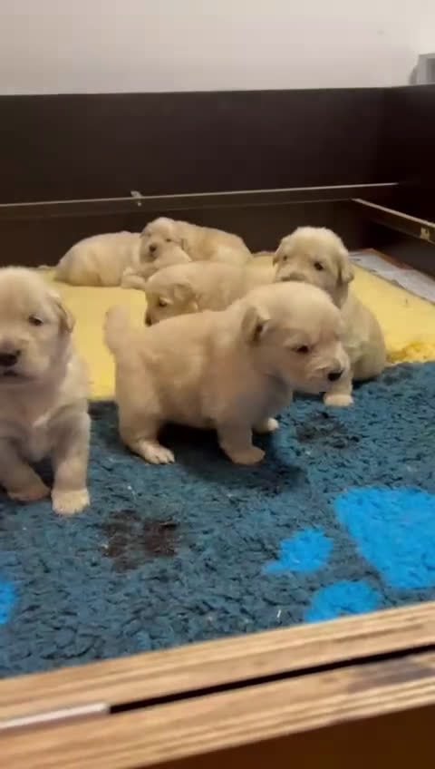 Golden Retriever perros en venta: Golden americano  - Video 1