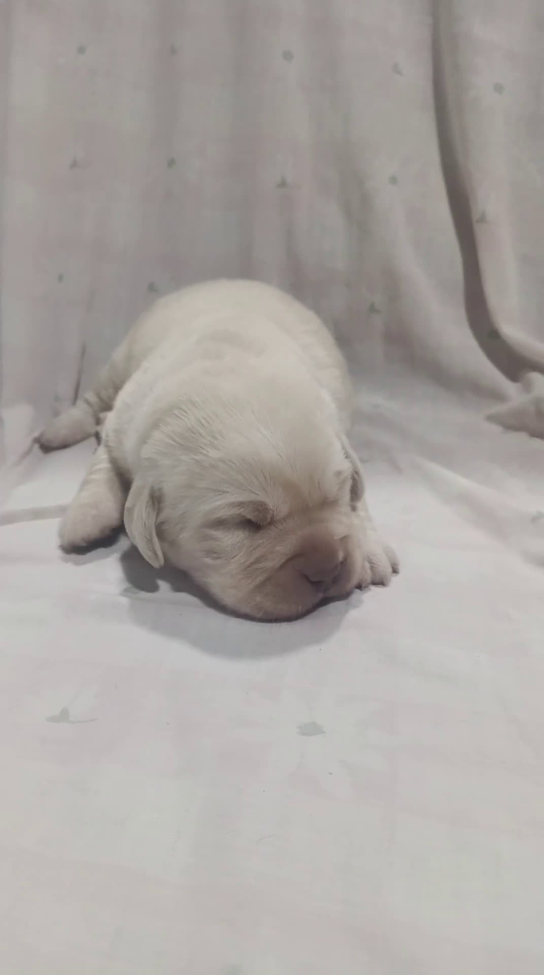 Labrador Retriever perros en venta: Labrador retriever dorado  - Video 3