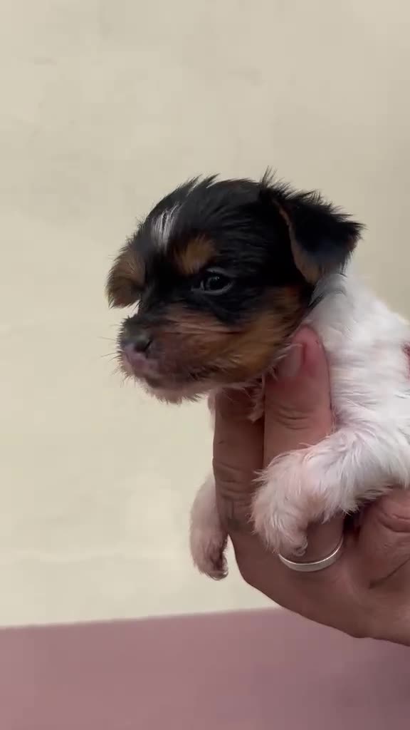 Yorkshire Terrier perros en venta: Yorkshire  - Video 3