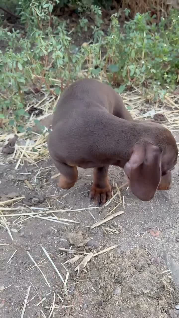 Teckel Miniatura perros en venta: Teckel miniatura - Video 3