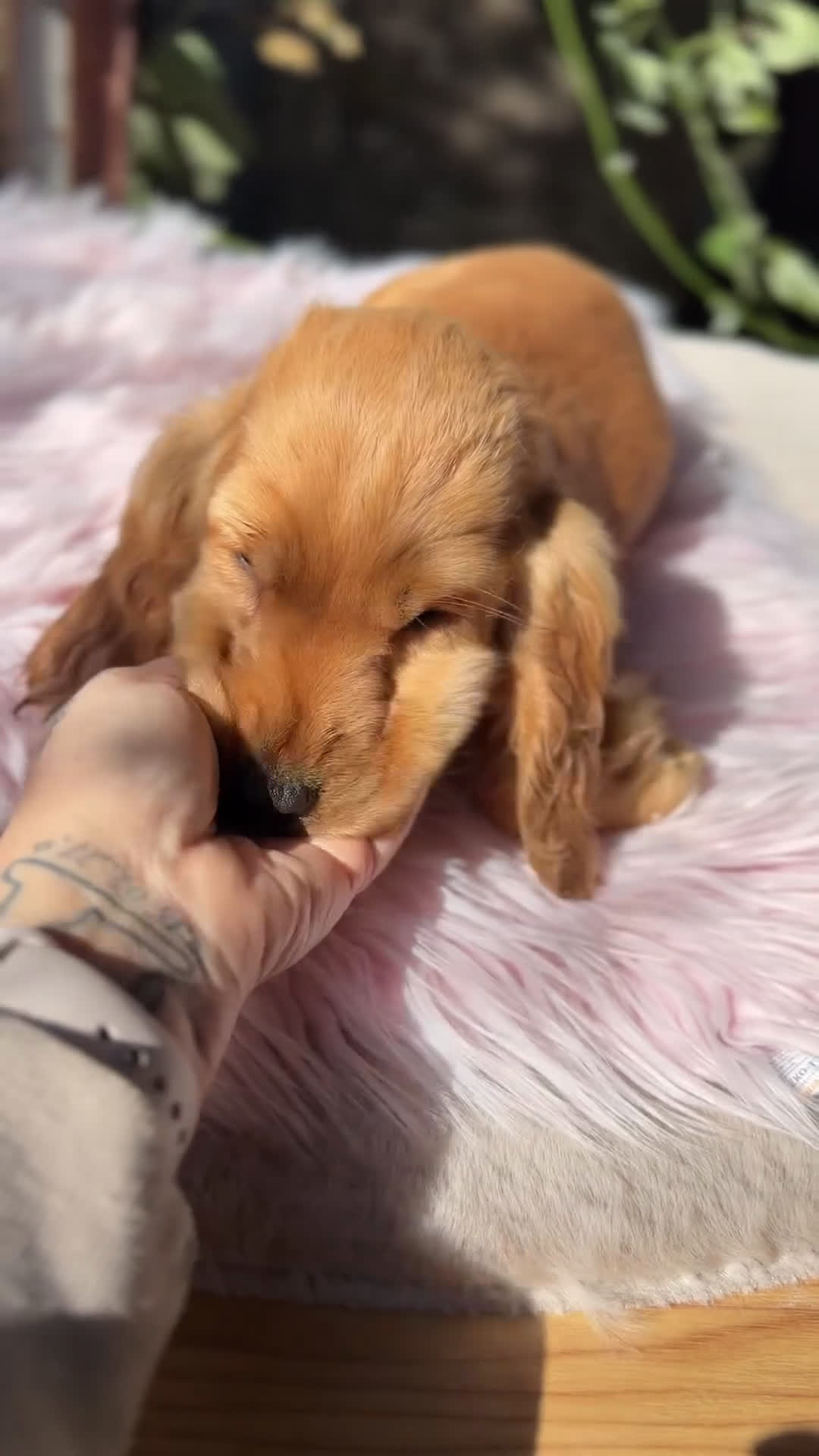 Cocker Spaniel Inglés perros en venta: Cocker dorada hembra - Video 1