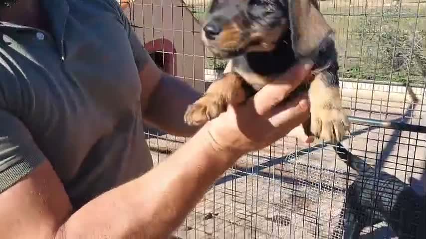 Raza Mixta perros en venta: Teckel x Bodeguero  - Video 1