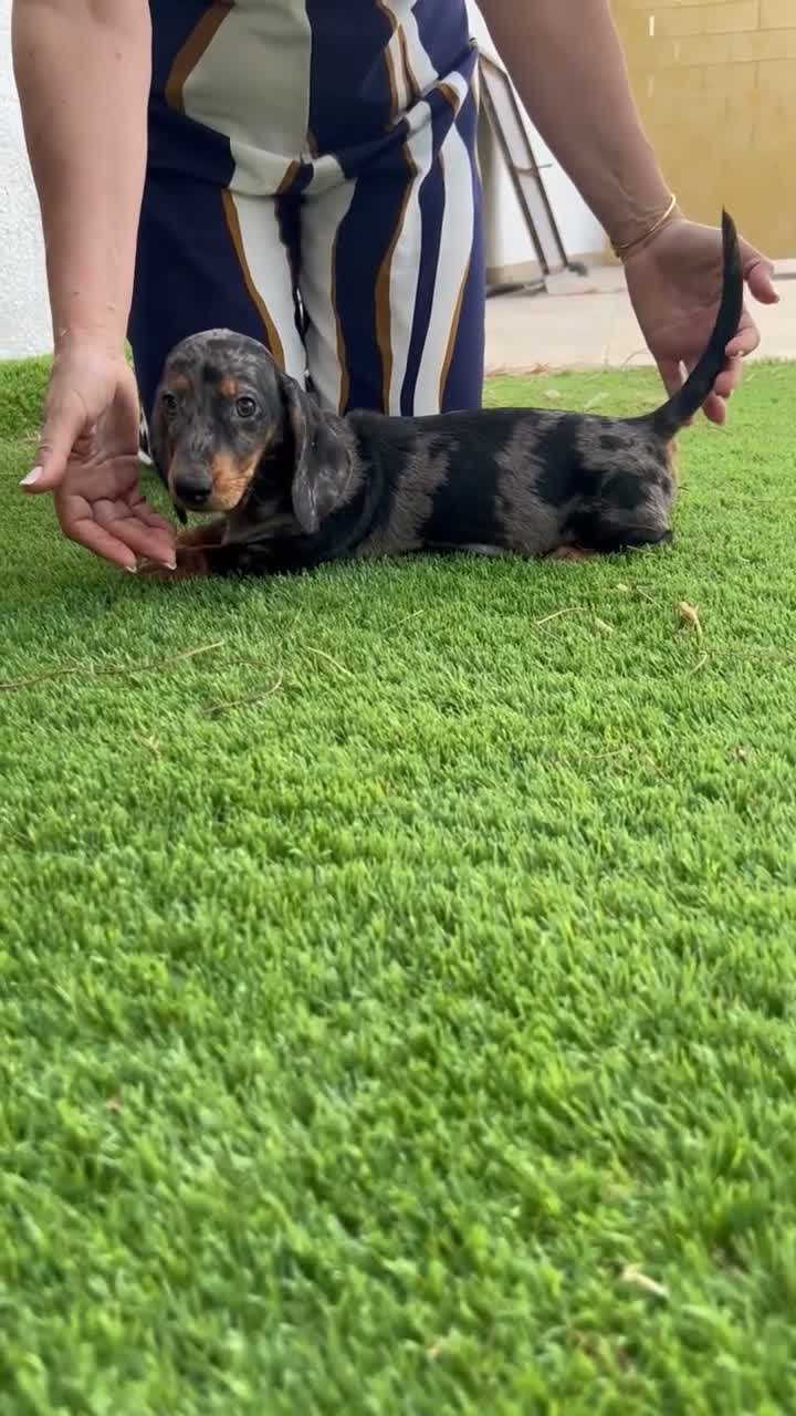 Teckel perros en venta: TECKEL ARLEQUÍN MACHO - Video 1