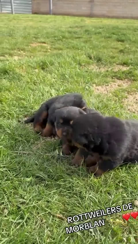 Rottweiler perros en venta: CACHORROS DE ROTTWEILER  - Video 3