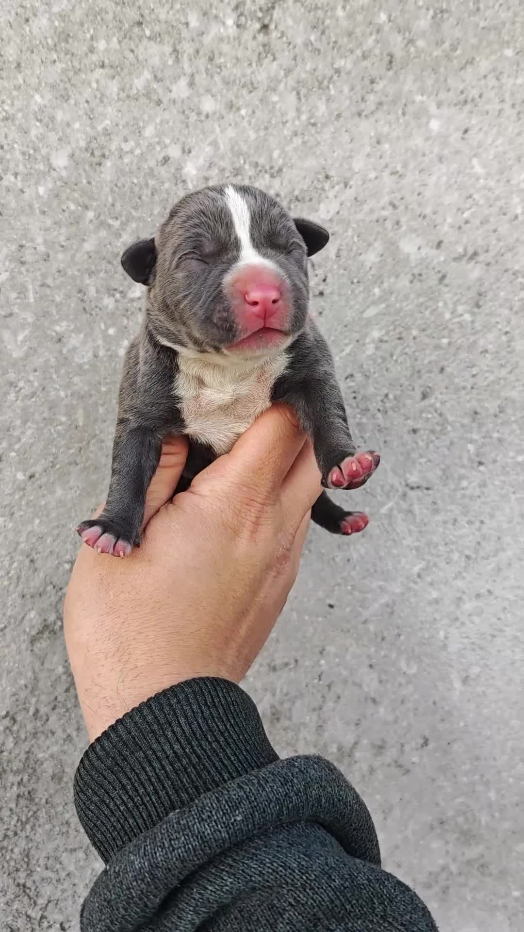 American Bully perros en venta: Bully XL  - Video 3