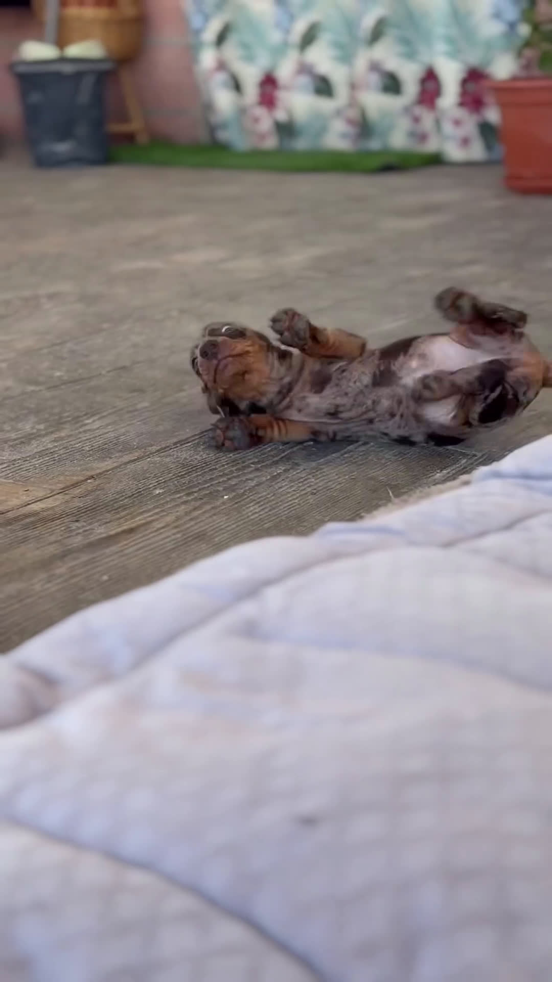 Teckel perros en venta: 🐾 Curry – Teckel miniatura chocolate merlé 🍫✨ - Video 1