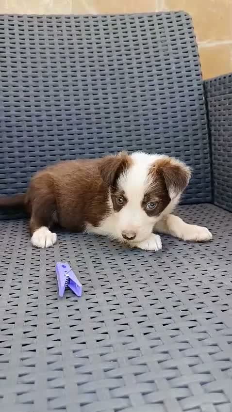 Border Collie perros en venta: Borde collie - Video 2