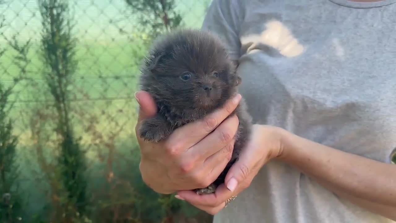 Pomerania perros en venta: POMERANIAS - Video 1