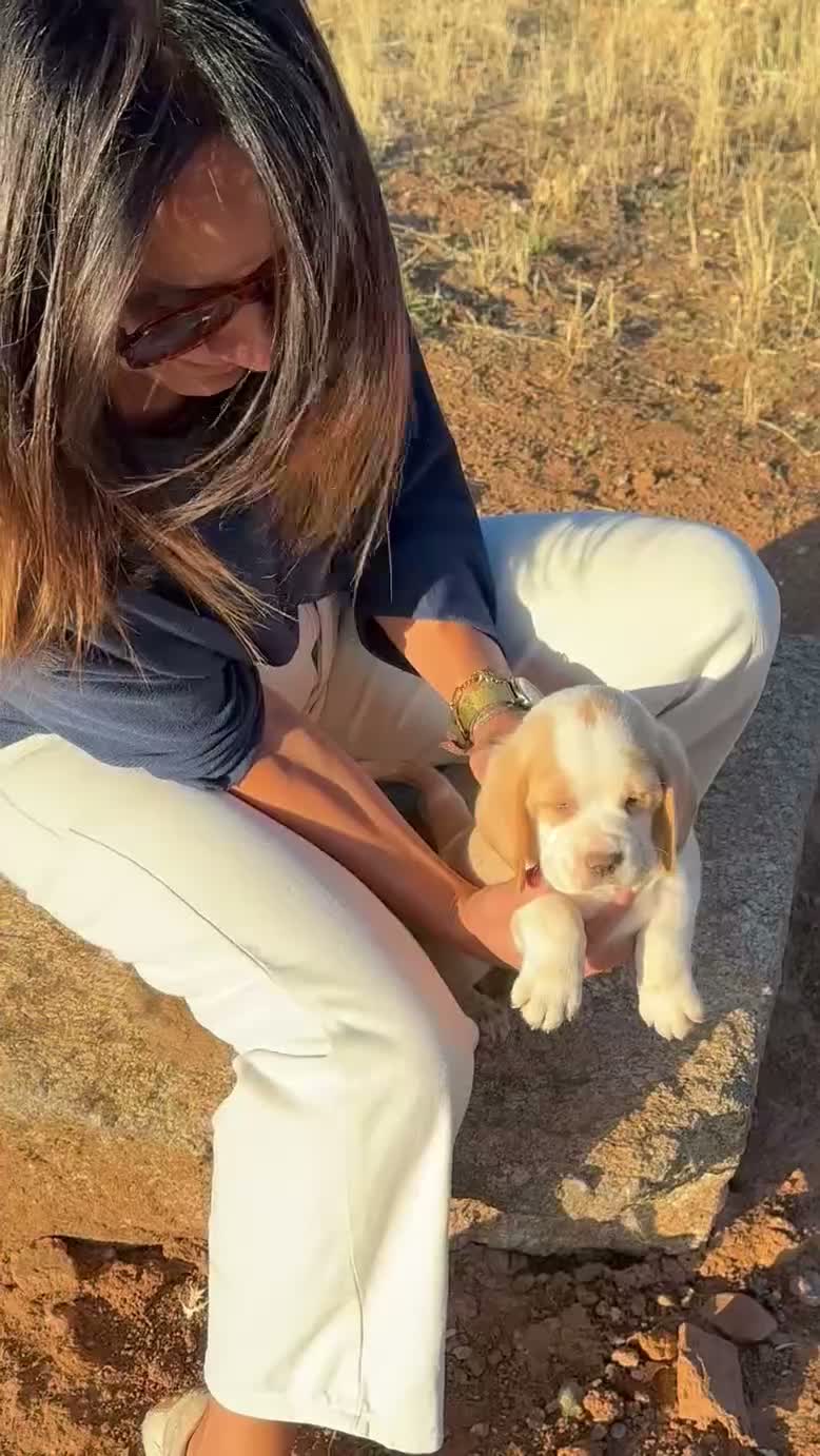 Beagle perros en venta: Beagle Bicolor - Video 3