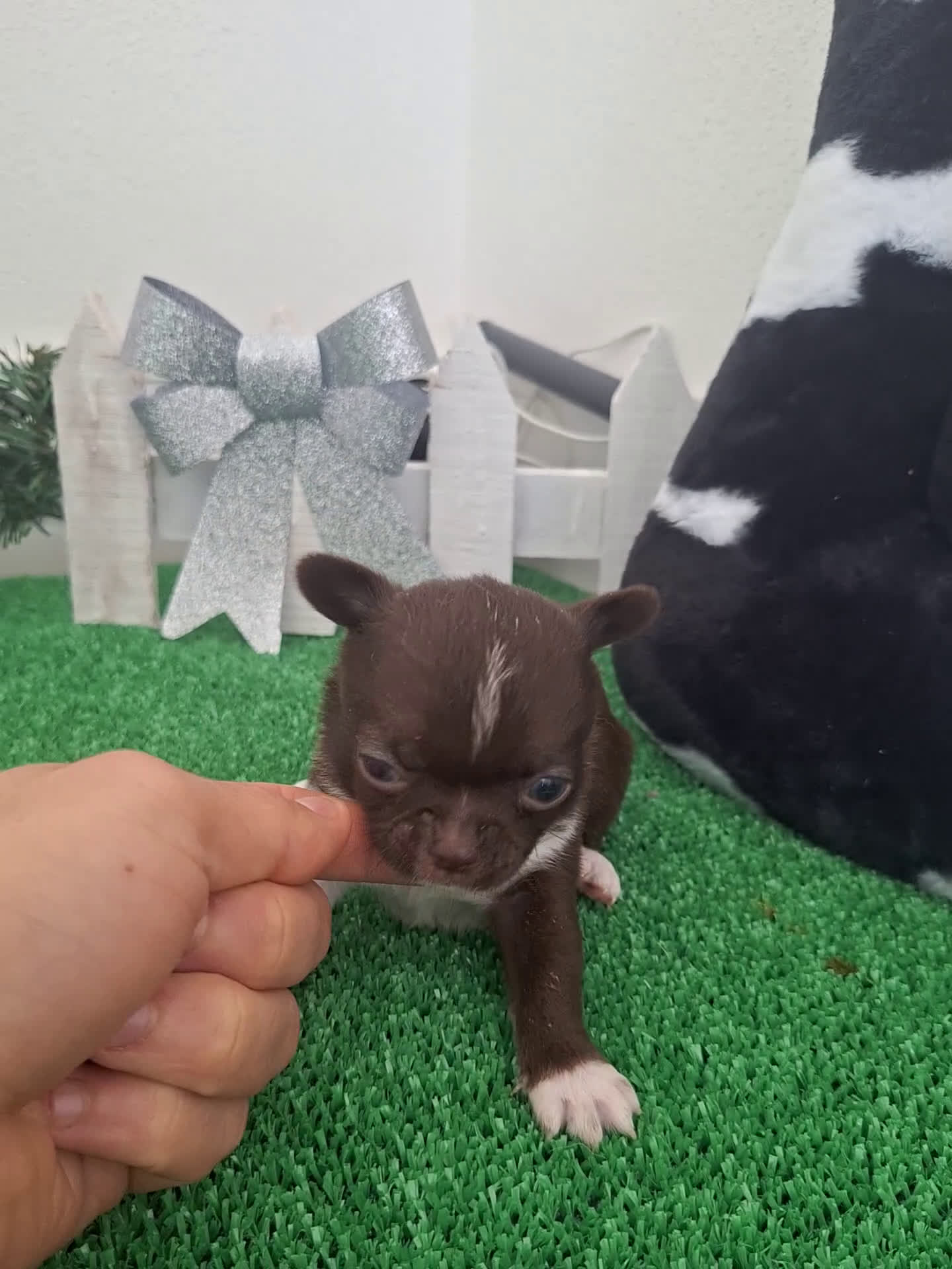 Chihuahua perros en venta: Chihuahua linea rusa en Cádiz - Video 1