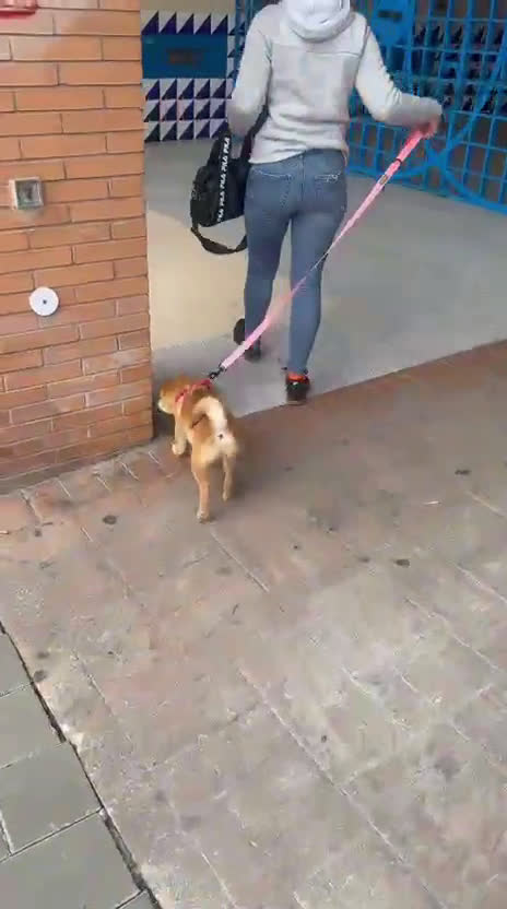 Shiba Inu perros en venta: Shiba Inu roja hembra  - Video 1